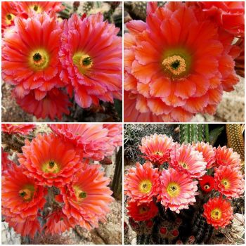 Preview: Echinocereus fabella (plomreichii) hybrid